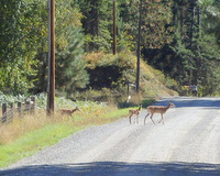 A Doe and 2 Fawns.